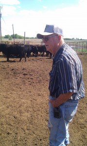 Don Zahorsky in a pen full of bulls.