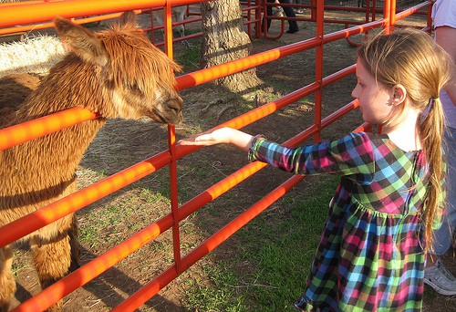 Feeding the alpaca at Bradt's Menagerie. What started as a project for the kids and got out of hand is now an agritourism business. Photo by Becky McCray. 