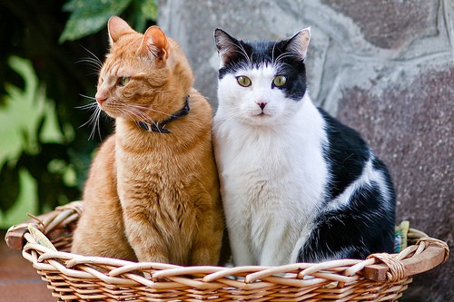 The Brag Basket is for friends and good news. Photo (CC) by sausyn on Flickr. 