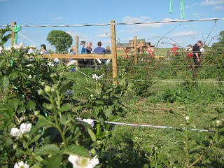 Fruits of the Spirit agritourism also started as a project for the kids, and is now a business of its own. Photo by Becky McCray. 