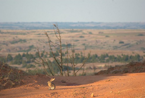 Jack rabbit sitting in an open dirt field.