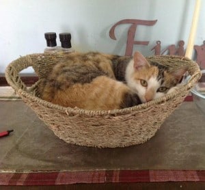 Calico cat curled up in a basket.