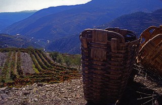 Harvest baskets on a hillside overlooking grape vines in the valley below.