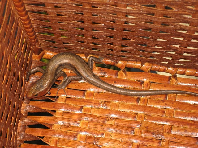 Everyone likes to check out the good news in the Brag Basket