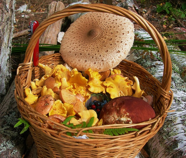 Basket of forest gifts by Inga Vitola on Flickr. Taken near the small town of Priekule, Latvia. 
