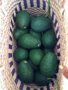 Basket of avocados by 305 seahill on Flickr
