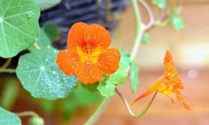 Basket in the rain. Photo CC by Micolo J on Flickr