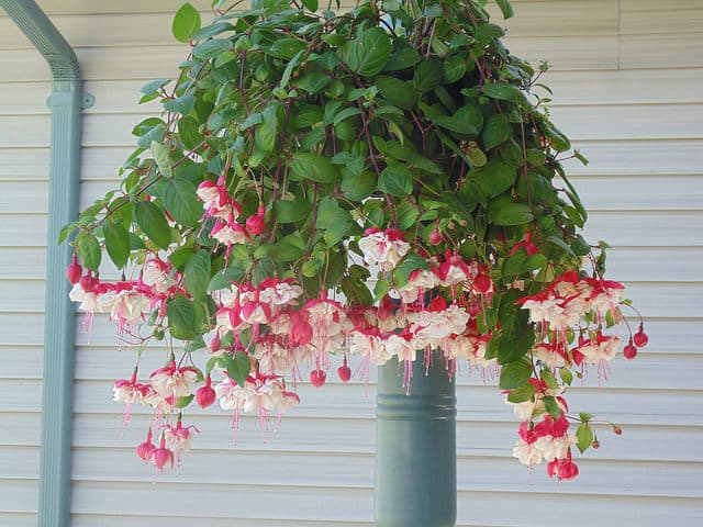 Basket of fuschia. Photo by Lani Hudelson