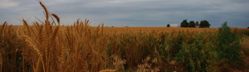 How do wheat farmers survive the ups and downs of good years and bad years? They Plan for Zero. Photo by Becky McCray.