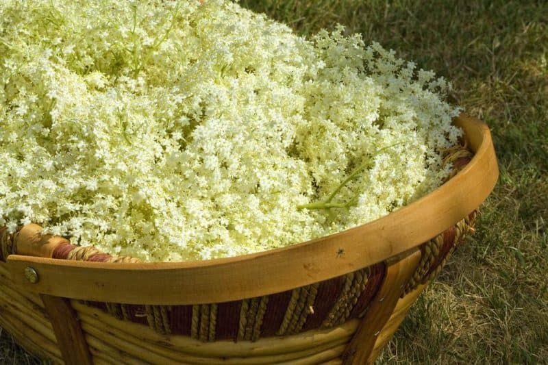 Basket of Elderflowrs photo by andyballard via freerangestock