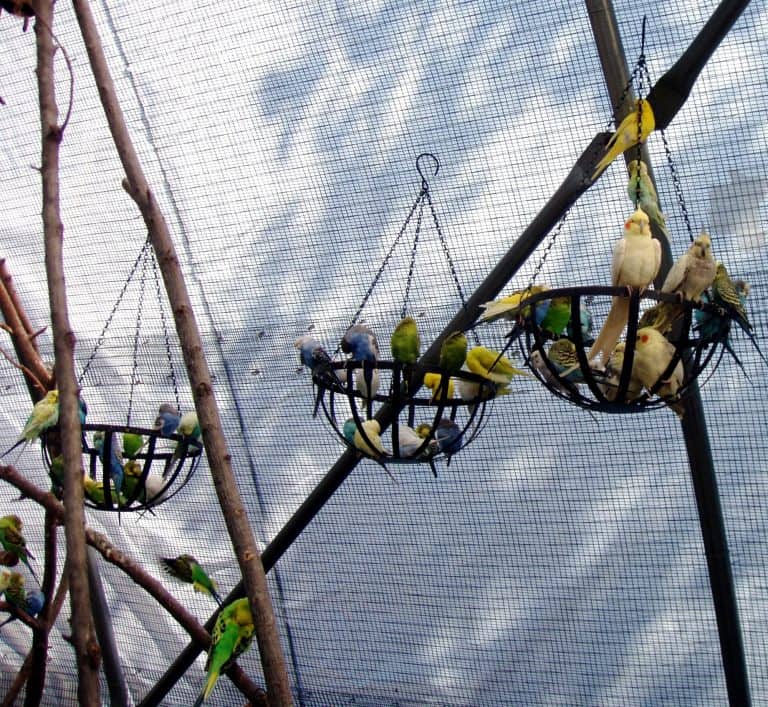 Good news takes flight in the Brag Basket