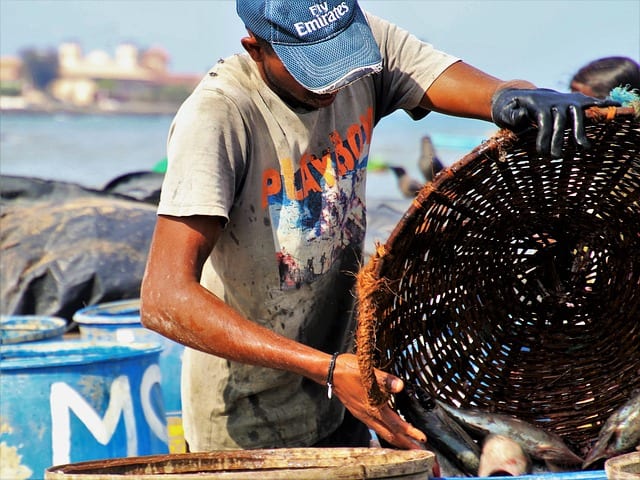 Man dumping a basket of fish in a marketplace